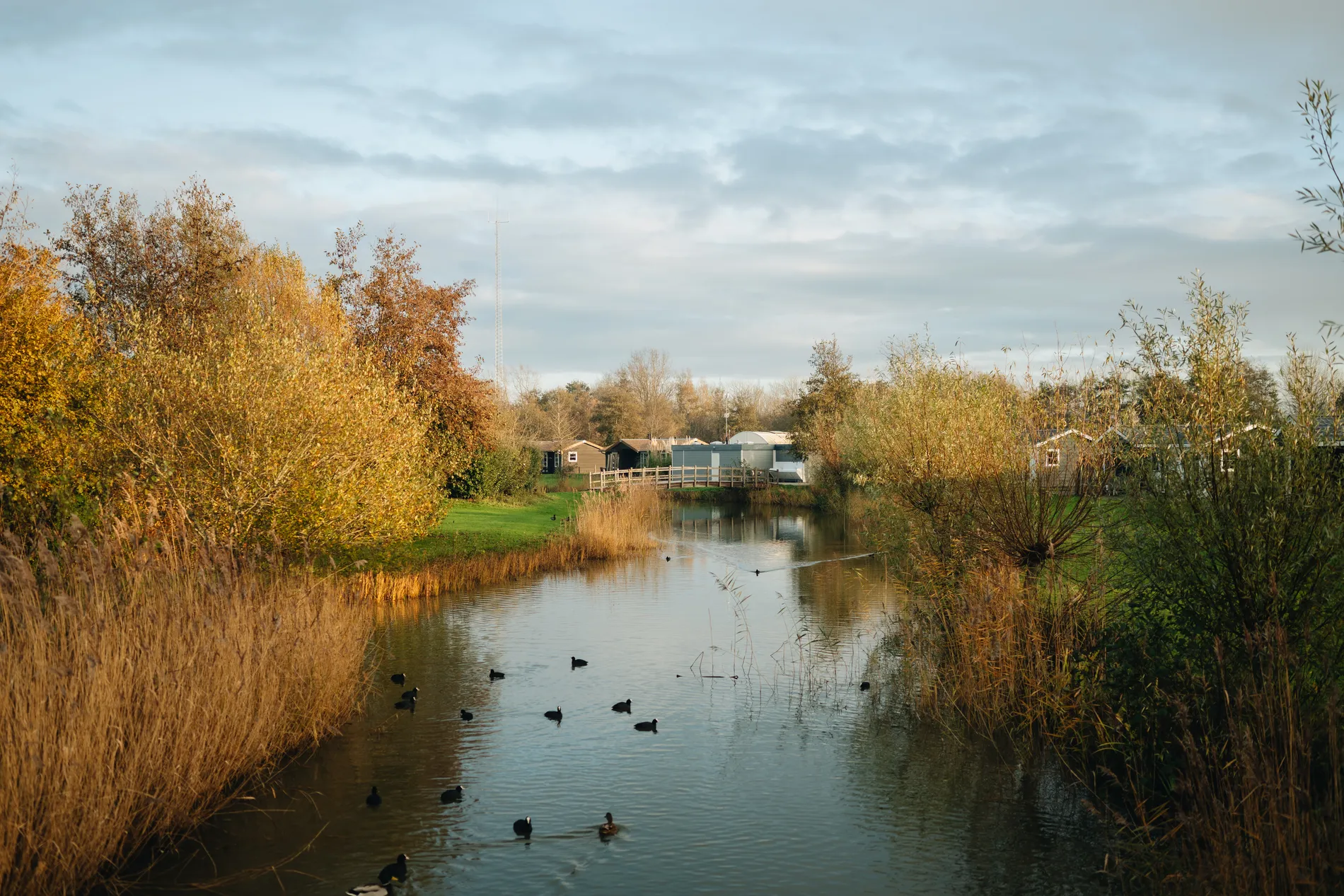 Een rustgevende waterpartij op het resort met meerkoeten, omringd door riet en herfstkleuren, met op de achtergrond een houten brug en vakantiewoningen.